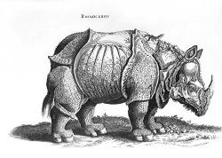 Rhinoceros No 76 From Historia Animalium By Conrad Gesner by Albrecht Durer