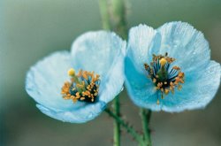 Himalayan Blue Poppy by American School
