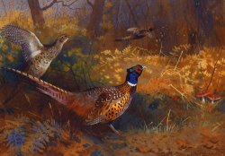 A Cock And Hen Pheasant At The Edge Of A Wood by Archibald Thorburn