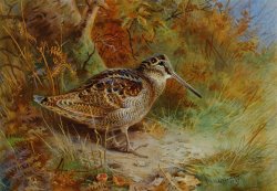 A Woodcock by Archibald Thorburn