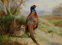 Cock And Hen Pheasant at The Edge of a Wood by Archibald Thorburn