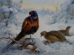 Cock And Hen Pheasant in Winter by Archibald Thorburn
