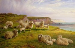 Sheep On A Dorset Coast by Charles Jones