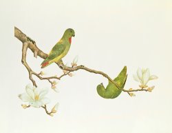 Blue Crowned Parakeet Hannging On A Magnolia Branch by Chinese School