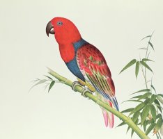 Electus Parrot On A Bamboo Shoot by Chinese School
