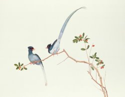 Red Billed Blue Magpies On A Branch With Red Berries by Chinese School