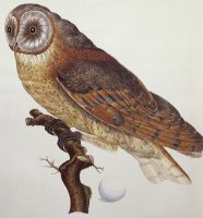 Barn Owl by Dutch School