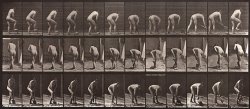 Animal Locomotion, Plate 388 by Eadweard J. Muybridge