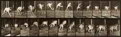 Animal Locomotion, Plate 712 by Eadweard J. Muybridge