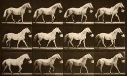 Walking with a Bucket in Mouth; Light Gray Horse, Eagle by Eadweard J. Muybridge