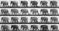 Elephant Walking by Eadweard Muybridge