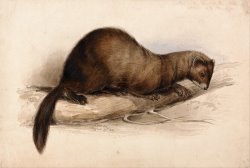 A Weasel by Edward Lear