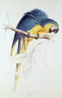 Blue And Yellow Macaw by Edward Lear