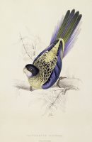 Browns Parakeet by Edward Lear