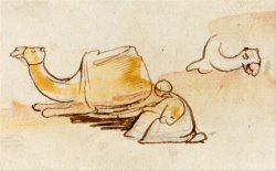 Camel Studies by Edward Lear