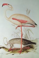 Flamingo by Edward Lear
