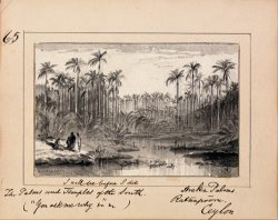 Illustration to Tennyson's You Ask Me Why Areka Palms, Ratanapooru, Ceylon by Edward Lear