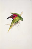 Matons Parakeet by Edward Lear