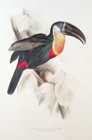 Toucan by Edward Lear