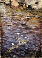 Pond Water Crowfoot by Eero Jarnefelt