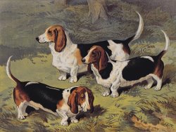 Basset Hounds by English School