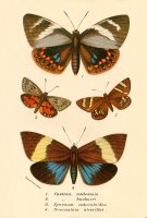 Butterflies by English School
