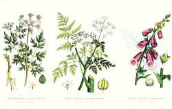 Common Poisonous Plants by English School