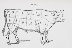 Drawing Of A Bullock Marked To Show Eighteen Different Cuts Of Meat by English School