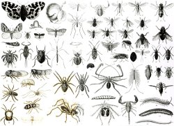Entomology Myriapoda And Arachnida by English School