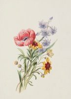 Study of wild flowers by English School