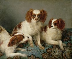 Three Cavalier King Charles Spaniels on a Rug by English School