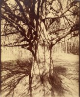 Beech Tree by Eugene Atget