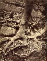 Tree Roots, Saint Cloud by Eugene Atget