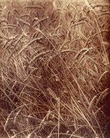 Wheat by Eugene Atget