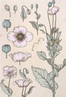 Botanical Diagram of a Poppy by Eugene Grasset