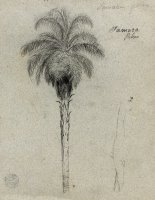 Botanical Sketch Showing Two Views of The Tamaca Palm by Frederic Edwin Church