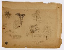 Drawing. Botanical Sketches From Colombia. by Frederic Edwin Church