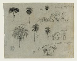 Sketches From The Rio Magdalena, Colombia. Botanical Sketches. a Church. Similar to 103. by Frederic Edwin Church