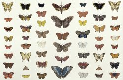 A Collage Of Butterflies And Moths by French School