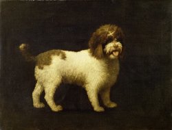 A Water Spaniel by George Stubbs