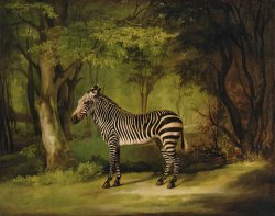 A Zebra by George Stubbs