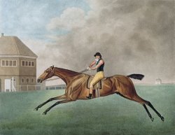 Baronet by George Stubbs