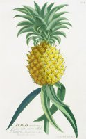 Pineapple Engraved By Johann Jakob Haid by German School