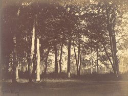 Study of Trees And Pathways by Gustave Le Gray