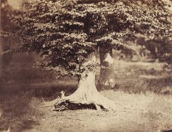 The Beech Tree by Gustave Le Gray