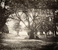 Tree, Forest of Fontainebleau by Gustave Le Gray