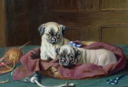 Pug Puppies in a Basket by Horatio Henry Couldery