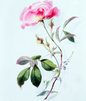 A Rose by James Holland