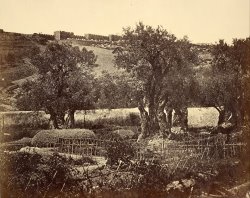 The Garden of Gethsemane by James Robertson
