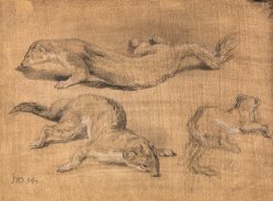 Ferrets by James Ward